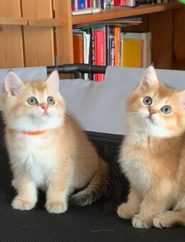 Reinrassige BKH-Kitten (black golden shaded & black golden tabby ticked) mit Stammbaum und Impfungen - Baden-Baden