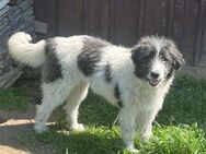 Franka - Familienhund, Katzenlieb - Blankenheim (Nordrhein-Westfalen)