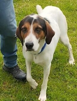 Tino - Zuhause mit ❤️gesucht - Grevenbroich