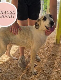 Verkuschelte ROSA sucht ihr Zuhause ❤️ - Saarbrücken