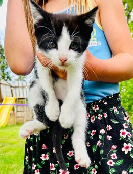 Kleiner Kater Katzen kitten - Barkhagen