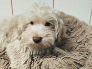 Westie-Pudel Mix Pepsi sucht ein Zuhause - Heinsberg