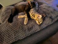 Süße Katzenbabys abzugeben - Lingen (Ems)