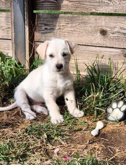 CODY - süßer Bub sucht eine Familie - Erfurt