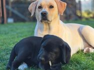 Labrador Welpen mit FCI VDH LCD Deutschland - Neukirchen (Pleiße)