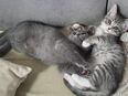 Süße Kitten (Siam Mix/BKH) suchen ein liebevolles Zuhause in 21109