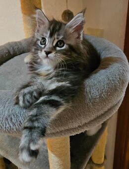 Wunderschöne Maine Coon Kitten mit Stammbaum - Murrhardt