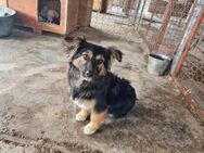 Kleiner Buddy sucht großes Herz - Schwalmtal (Nordrhein-Westfalen)