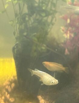 Medaka Reisfische. Bunter Teichmix - Bremen