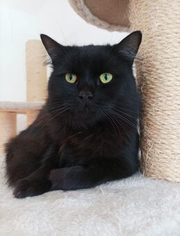 Pepe - puscheliger Panzerknacker - Geldern