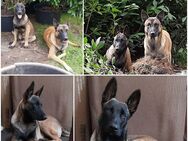 Malinois X DDR Schäferhund gerader Rücken Belgischer DSH sehr anhängliche Welpen Wachhund Schutzhund Beschützer - Neustadt-Glewe