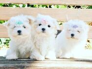 Reinrassige Bichon Maltese Welpen - Frankfurt (Main)
