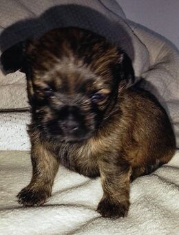 Chihuahua Mixe Welpen nur noch 2 - Moers