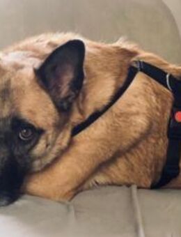 hübscher RUMO sucht seine Menschen - Kallmünz