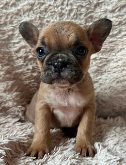 3 Frenchie - Mädels - französische Bulldoggen - suchen ab Mitte / Ende Oktober Kuschelplätze auf Lebenszeit ! - Dornburg
