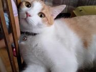 Soziale SUNNY sucht ihre Dosenöffner ♥️ - München