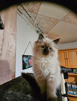 Ragdoll kitten - Sonneberg