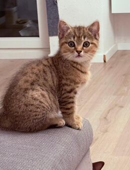 Babykitten - Dorsten