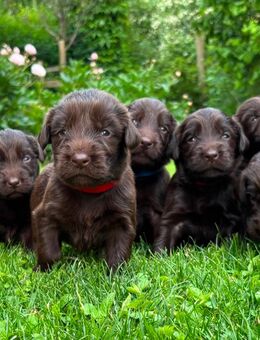 Flat Coated Retriever Welpen - Retriever Welpen - Unterdießen