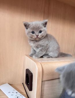 Reinrassige Britisch Kurzhaar Kätzchen – Abgabe ab 20. Februar - Lutzerath