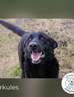 Herkules: Freund fürs Leben gesucht - Kirchzell