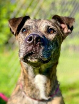 Danna ihr Traum ist eine Familie - Laatzen