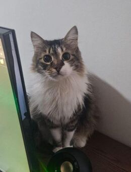 🌸 Flauschige Schönheit Kira 🌸 - Eislingen (Fils)