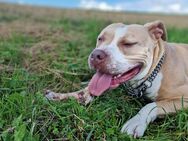 Ganz liebe American bully xl Dame - Pirmasens