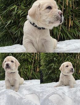 Labrador Welpen - Bobritzsch-Hilbersdorf