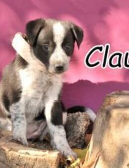 Bezaubernde Claudia sucht dich🍀 - Essingen (Rheinland-Pfalz)