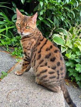 Reinrassige Bengal Katze in liebevolle Hände abzugeben - Mülheim (Ruhr)