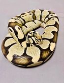 Desert Ghost Königspython (Xclusive-Snakes) in 73312