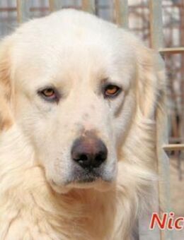 NICOLA - offen und freundlich - Regensburg