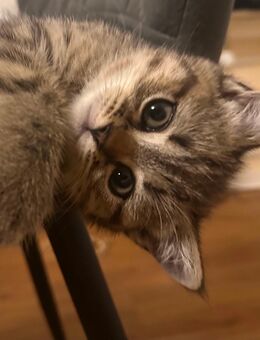 Bkh katze❤️ - Rheine Zentrum