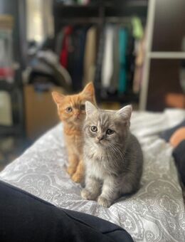 Süße Kitten abzugeben!** - Gelsenkirchen Neustadt