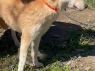 🐕Verspielte Melly sucht ihr Glück🌞 - Eislingen (Fils)