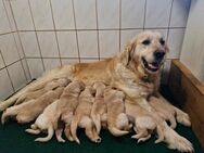 Golden Retriever Welpen - Brüssow