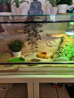 3 Bartagamen mit terrarium - Viersen