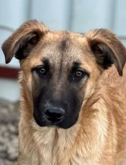 ❣️Foxy 🦊 - traumhafte Schönheit✨❣️ - Eislingen (Fils)