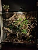 Terrarium mit 2 Kornnattern zu verkaufen in 31061