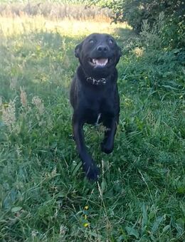 Farah, a.d.Tierschutz, sucht Happy-Home - Boxberg (Oberlausitz)