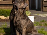 *CcPatrol* Cane Corso - Sögel
