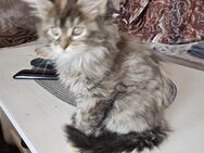 Süße Maine Coon Kitten abzugeben - Solingen (Klingenstadt)