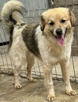 WINSTON - lebenslustig, klug, sportlich - Weilheim (Oberbayern)