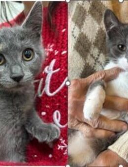 Zuckerschock-Honey und Tiffy suchen dich - Esslingen (Neckar)