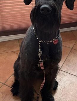 Kira, Riesenschnauzer (geb. 04/2024) - Pegnitz