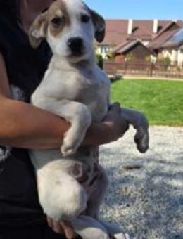 Wer schenkt Schlumi ein Zuhause? - München