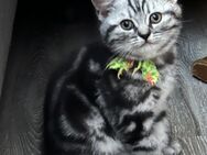 BKH Silver Tabby - Dortmund Alt-Scharnhorst