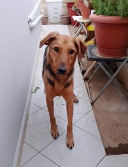 Ziggy - ein Leben ohne Chancen? - Mettmann