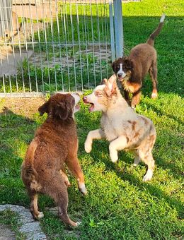 hübsche, muntere reinrassiege Australian Shephard mini 3,5 Monate mit Jahresimpfung - Berlin